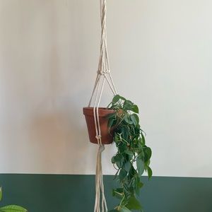 Macrame Plant Hanging